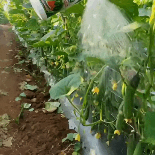 Buta Dua2 у роботі